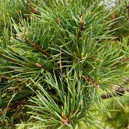 Бонсай Сосна обыкновенная В-310 см (4,14)