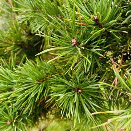 Бонсай Сосна обыкновенная В-200 см (4,15)