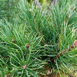 Бонсай Сосна обыкновенная В-260 см (4,16)