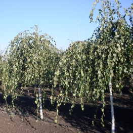 Береза Повислая Юнги (Youngii)