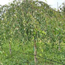 Береза Повислая Юнги (Youngii)