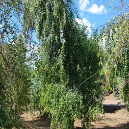 Береза Повислая Юнги (Youngii)