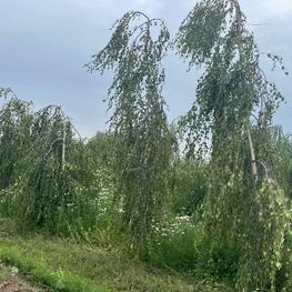 Береза Повислая Юнги (Youngii)