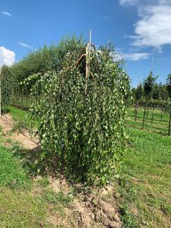 Береза Повислая Юнги (Youngii)