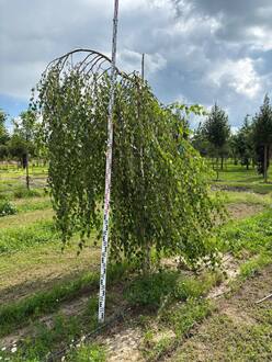 Береза Повислая Юнги (Youngii)