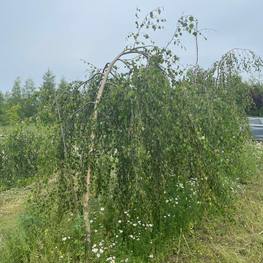 Береза Повислая Юнги (Youngii)