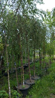 Береза Повислая Юнги (Youngii)