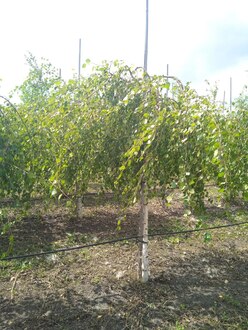 Береза Повислая Юнги (Youngii)