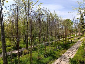 Береза Повислая Юнги (Youngii)