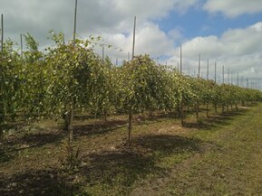 Береза Повислая Юнги (Youngii)