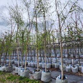 Береза повислая Криспа (Crispa)