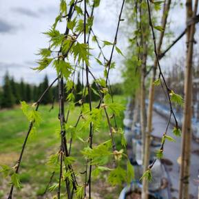 Береза повислая Криспа (Crispa)