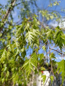 Береза повислая Лациниата (Laciniata)