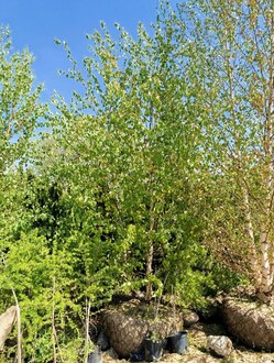 Береза повислая Лациниата (Laciniata)