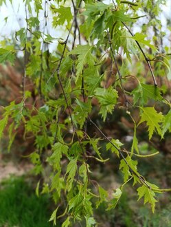 Береза повислая Лациниата (Laciniata)