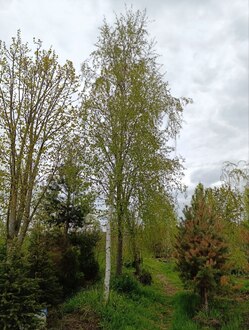 Береза повислая Лациниата (Laciniata)