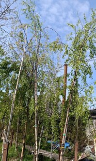 Береза повислая Лациниата (Laciniata)