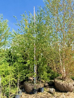 Береза повислая Лациниата (Laciniata)