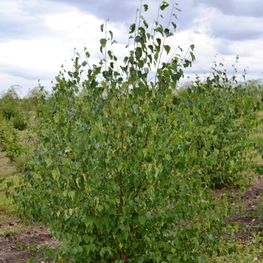 Береза кустовая Бетулла фрутикоза (Betula fruticosa)