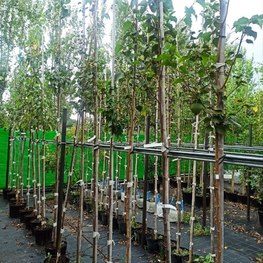 Береза Эрмана