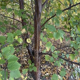 Береза пушистая Бетулла пубесценс (Betula Pubescens)