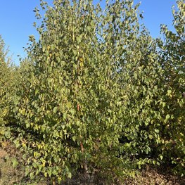 Береза пушистая Бетулла пубесценс (Betula Pubescens)