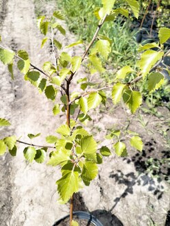 Береза пушистая Бетулла пубесценс (Betula Pubescens)