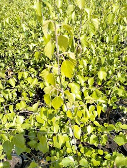Береза пушистая Бетулла пубесценс (Betula Pubescens)