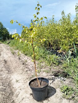 Береза пушистая Бетулла пубесценс (Betula Pubescens)