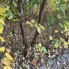 Береза пушистая Бетулла пубесценс (Betula Pubescens)