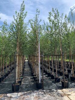 Береза пушистая Бетулла пубесценс (Betula Pubescens)