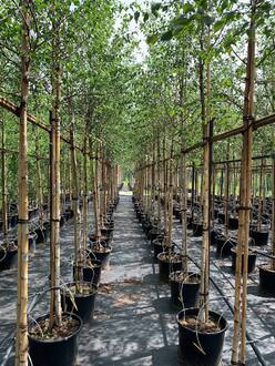 Береза пушистая Бетулла пубесценс (Betula Pubescens)