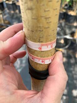 Береза пушистая Бетулла пубесценс (Betula Pubescens)