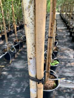 Береза пушистая Бетулла пубесценс (Betula Pubescens)