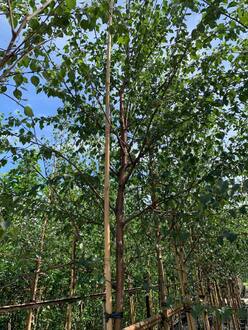 Береза пушистая Бетулла пубесценс (Betula Pubescens)