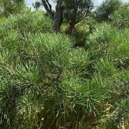 Бонсай сосна 1421