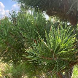 Бонсай сосна 1709