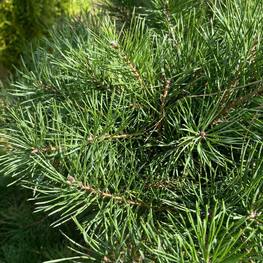 Бонсай сосна 1717