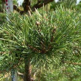 Бонсай сосна 1748