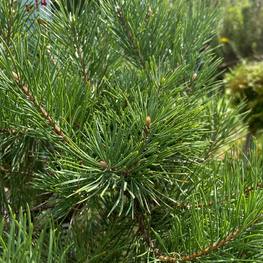 Бонсай сосна 1815