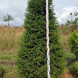 Топиарий пирамида ель