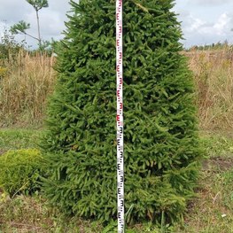 Топиарий пирамида ель