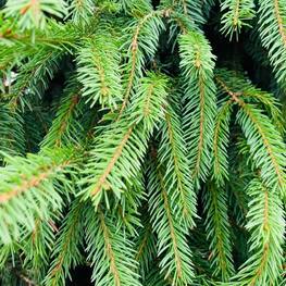 Топиарий конус ель В 280 см (1.17)