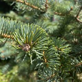 Бонсай ель 1839