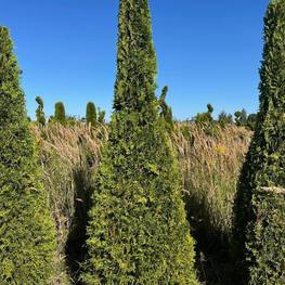 Топиарий пирамида Туя складчатая Атровиренс