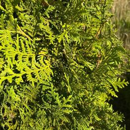 Топиарий пирамида Туя складчатая Атровиренс