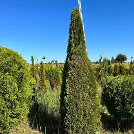 Топиарий пирамида Туя западная "Брабант"