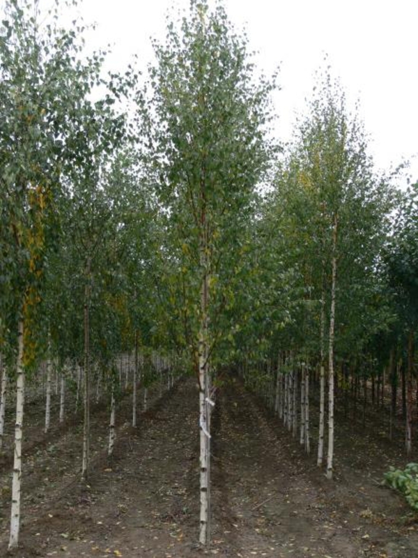 Береза повислая Цвитсер Глори (Zwitser Glorie)