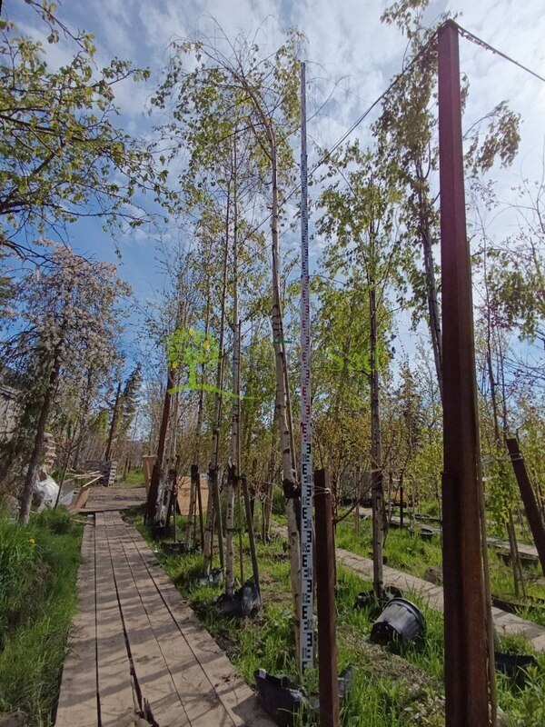 Береза повислая Цвитсер Глори (Zwitser Glorie)