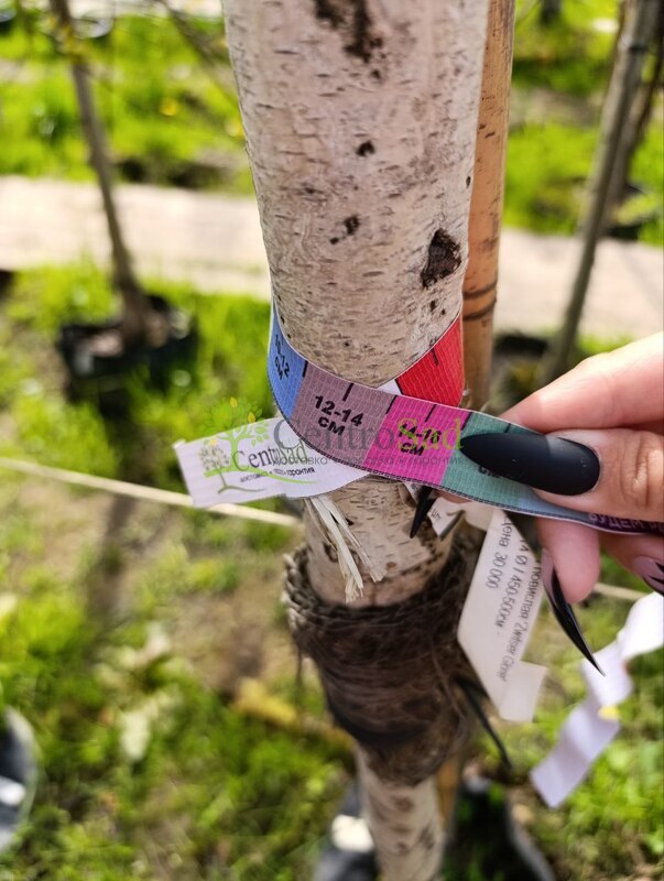 Береза повислая Цвитсер Глори (Zwitser Glorie)